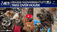 PETITION: Hundreds of Dogs Suffered in Squalor While Their Owners Slept in Car—A Disturbing Case of Hoarding